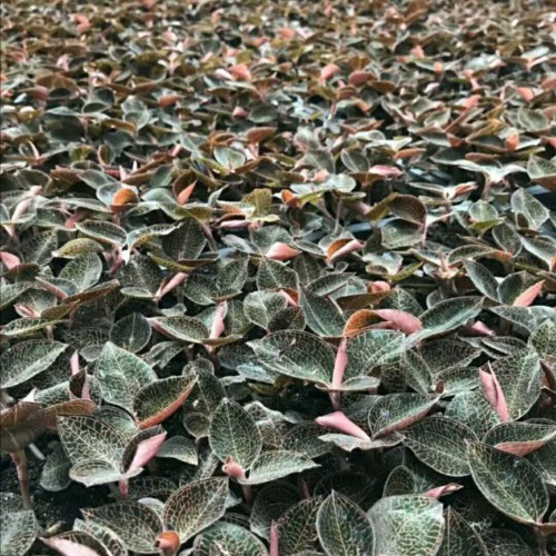 金線蓮栽種市場前景如何？附種植技術詳細介紹！