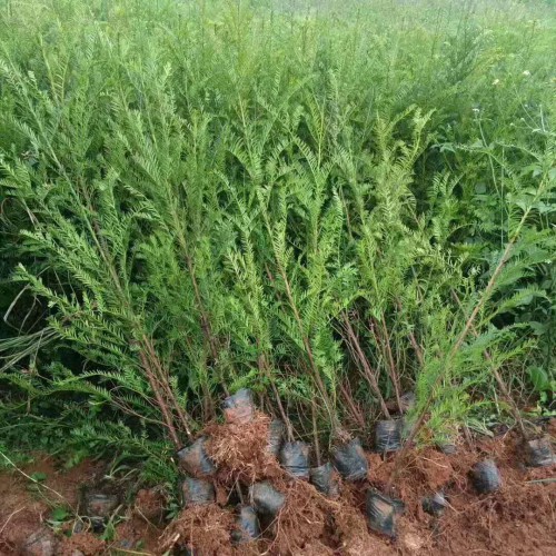紅豆杉小苗價(jià)格是要多少錢一棵？怎么辨別公和母？