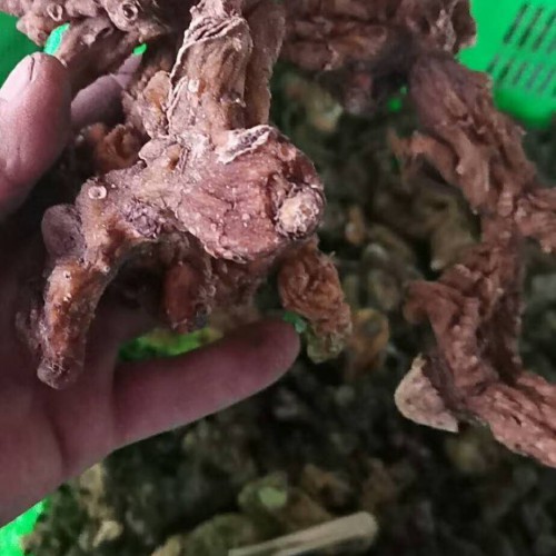 中藥材黃精遍布在什么地域？作用與功效是啥？