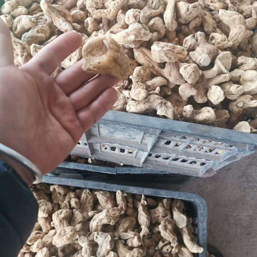 中藥材黃精價錢多少錢一斤？作用與功效有什么？將來十五年栽種市場前景怎樣？
