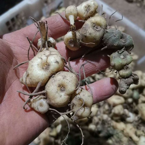黃精種子多少錢一斤？何時栽種出芽？栽培技術(shù)有什么？