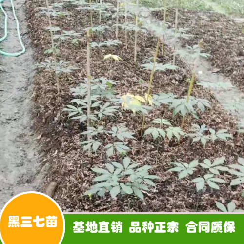 三七花和三七粉如今價錢多少錢一斤？可否用于泡水喝？