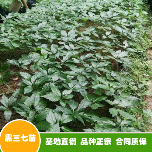 三七花和三七粉如今價錢多少錢一斤？可否用于泡水喝？