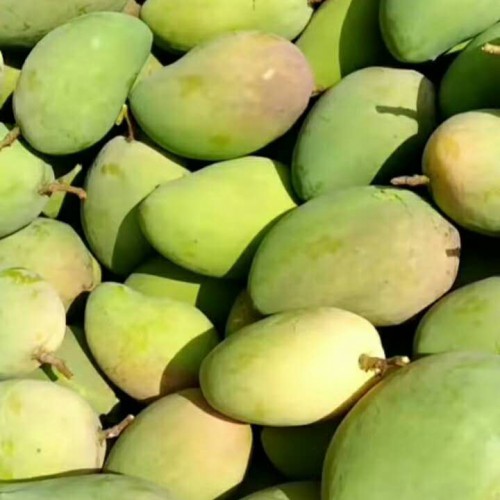 “亞熱帶果王”芒果樹一年結幾回果？怎么種才可以長大量的果子？