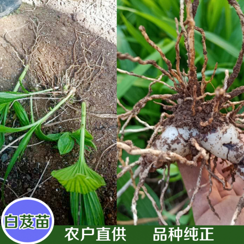 除草劑，除青苔地錢藥肥料系列