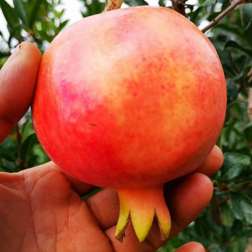 又紅又大的石榴何時完善發售？它的籽可以吃嗎？吃籽有這幾個作用與功效！