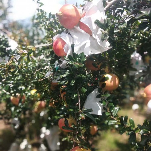 軟籽石榴抗凍嗎_軟籽石榴栽培與管理技術