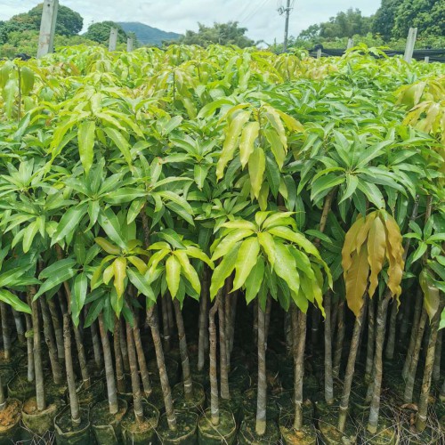 紅河縣芒果實(shí)生苗供應(yīng)