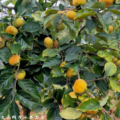 保山甜柿種植合作社_甜柿銷售批發廠家