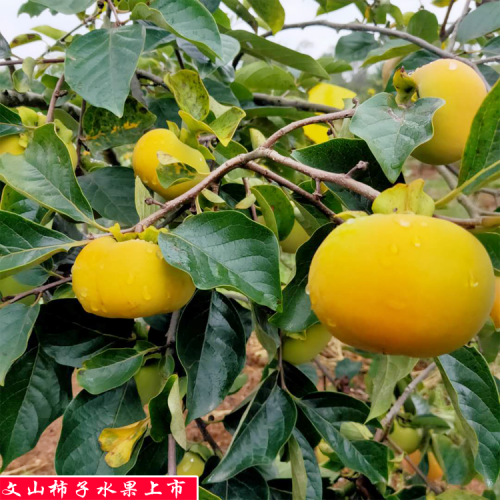 甜柿人工種植技術_甜柿種植條件及方法
