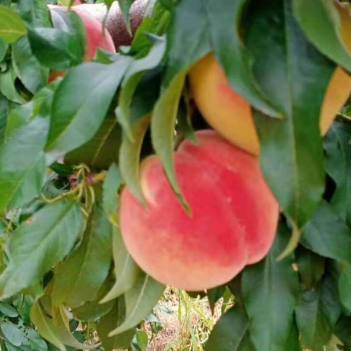 迪慶太陽紅桃價格_太陽紅桃供應_太陽紅桃批發(fā)