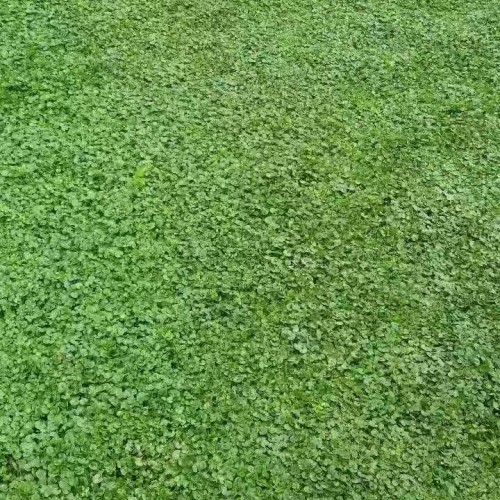 草坪種類有哪些_草坪種植需要哪些條件？