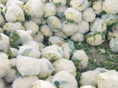 蔬菜種苗 云南白花苗蔬菜種苗培育基地