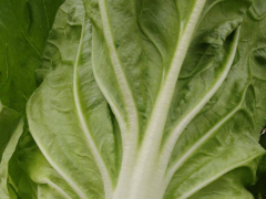 京白菜出售行情_京白菜多少錢一斤？