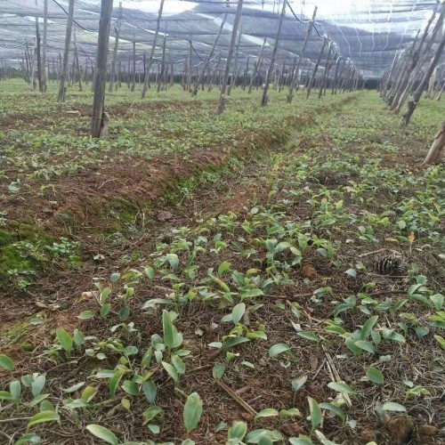 (不倒苗黃精，姜形多花黃精各個品種)育苗基地 白芨育苗基地