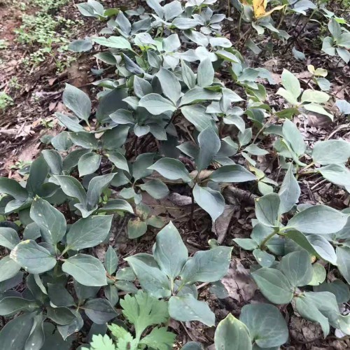 滇重樓苗多少錢一株 重樓育苗重樓栽培技術 種植重樓種苗價格