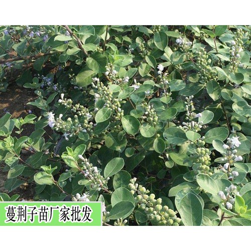 吳茱萸苗1年能長多高,吳茱萸需肥特點(diǎn)介紹-吳茱萸苗種植合作社