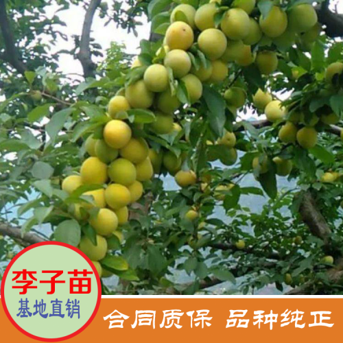 夏天果王“三華李”價錢多少錢一斤？栽種兩年可開花結果？栽種市場前景怎樣？