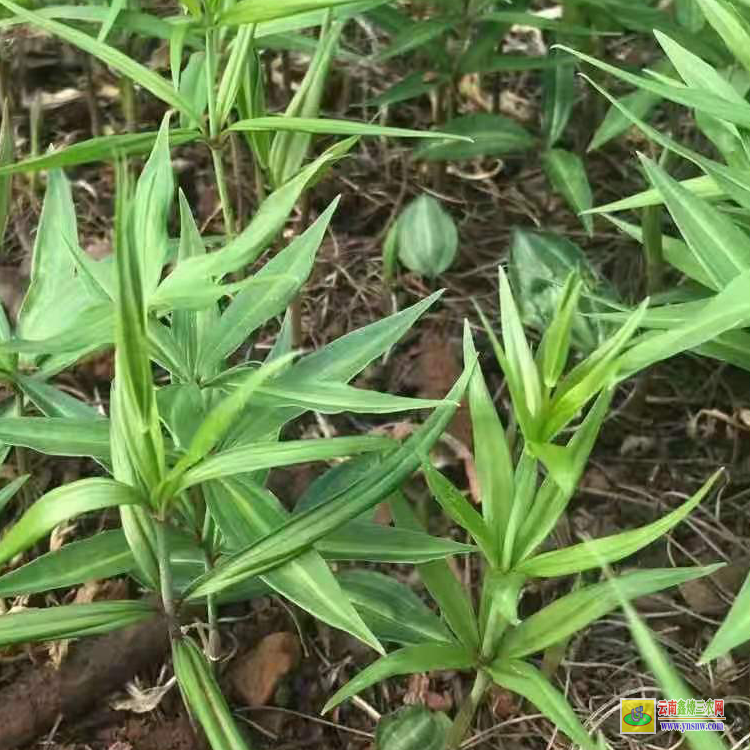 六盤水云南滇黃精種苗基地 黃精從小苗到大苗的圖片 澄江黃精苗價格