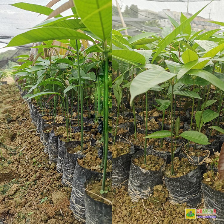紅河哪里賣芒果苗 金煌芒果苗批發 瑞麗芒果批發市場