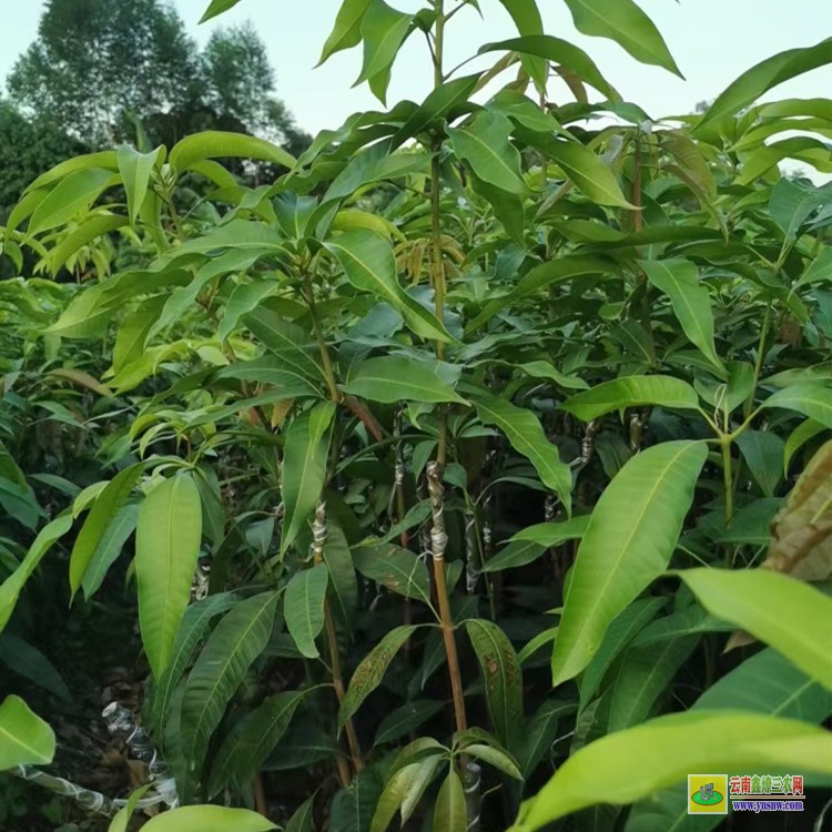 貴州哪里賣芒果苗 云南芒果價(jià)格表 瑞麗芒果批發(fā)市場(chǎng)