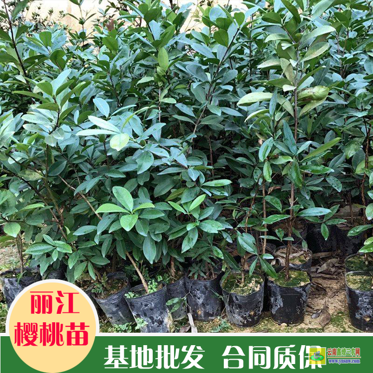 臨滄山東櫻桃苗基地那家好 矮化櫻桃苗基地 櫻桃苗優良品種