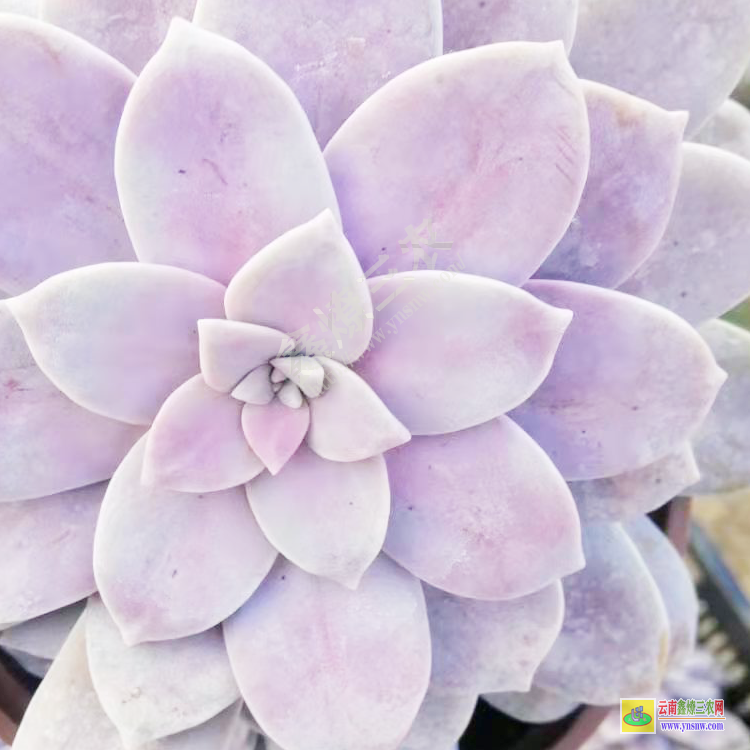遼寧直播聯系 價格排名 批發植物去哪