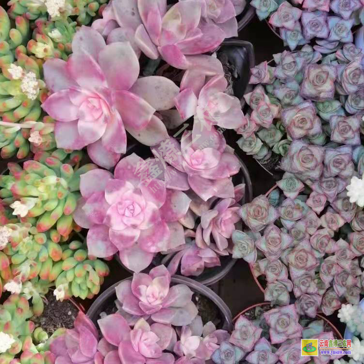 北京直播聯系 價格排名 批發植物去哪