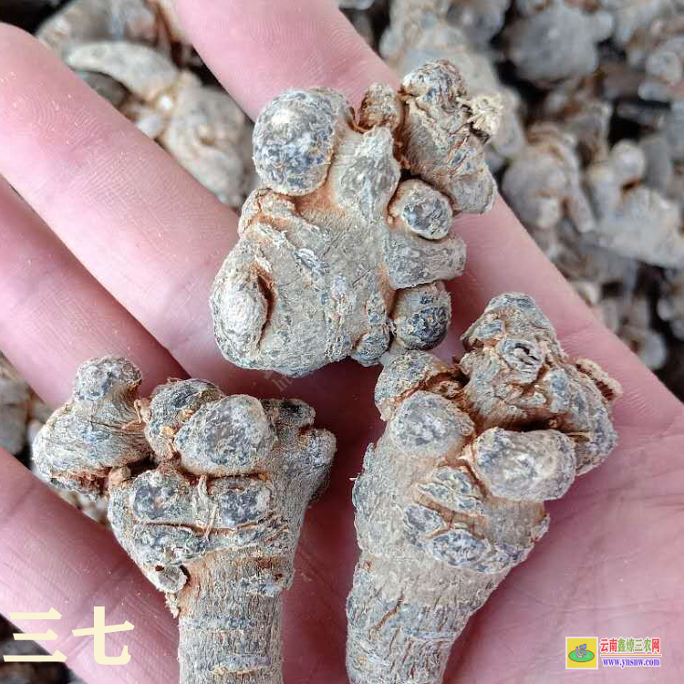 云南文山苗鄉(xiāng)三七 現(xiàn)在文山生三七多少錢一斤 文山新鮮三七價格多少錢一斤