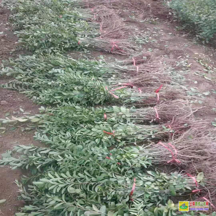 鈣果苗木價格 甘肅鈣果苗7號 鈣果苗木價格