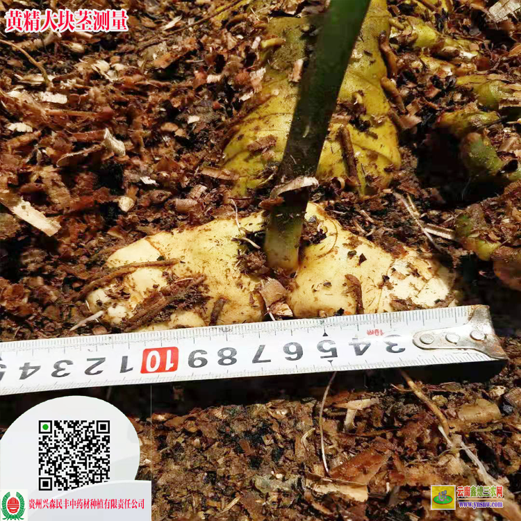 貴州高稈不倒苗黃精苗多少一棵 黃精人工栽培技術 興森民豐藥材公司