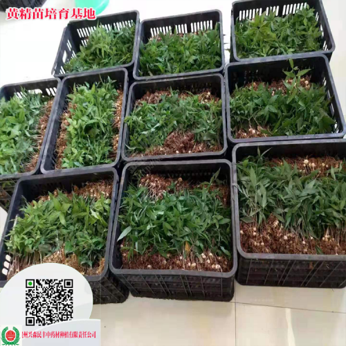 雞頭黃精苗 貴陽黃精種植技術,黃精苗批發(fā) 貴州大黃精種植基地在哪