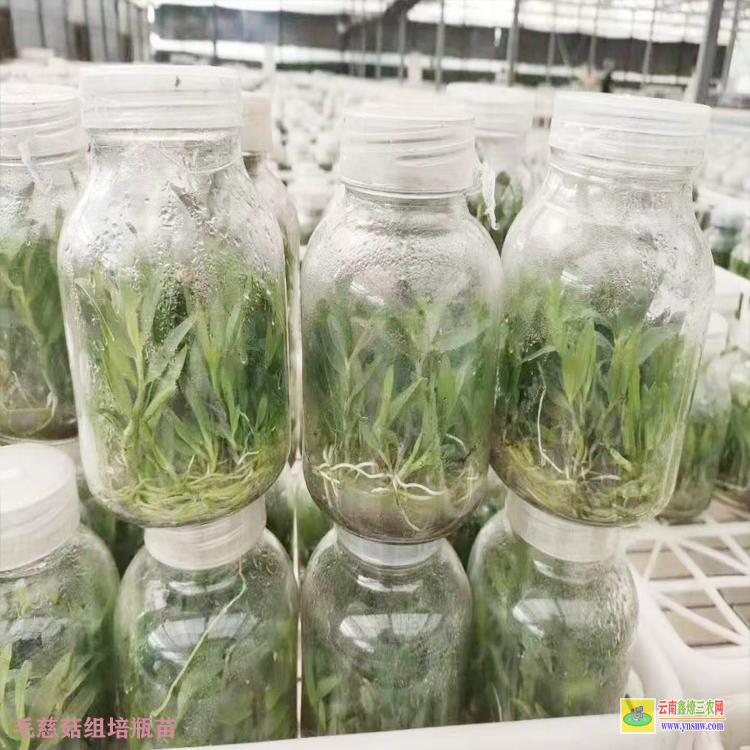 滄源毛慈菇苗圖片 毛慈菇苗哪里有賣的 毛慈菇苗多少錢一棵
