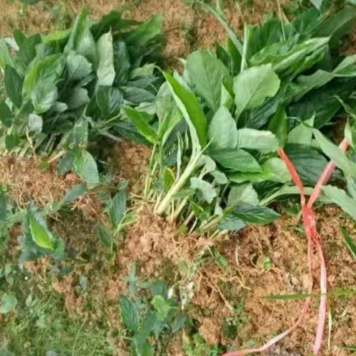 草果開花季節-文山草果花/三年草果袋苗銷售