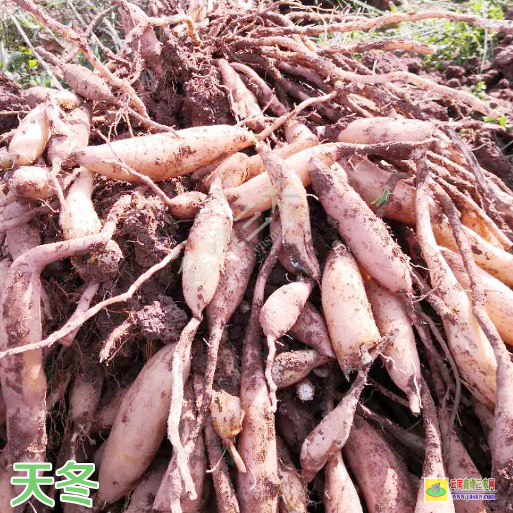 良種大天冬苗價格 天冬苗多少錢一棵 天冬苗可以吃嗎