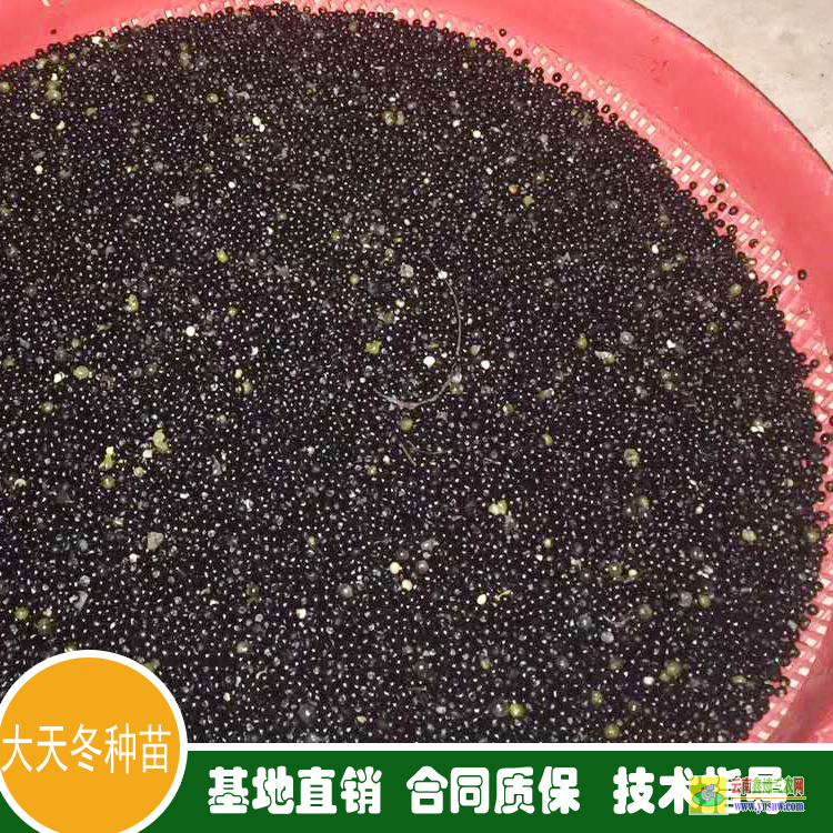天冬苗的功效與作用 天冬苗圖片 天冬苗種植技術