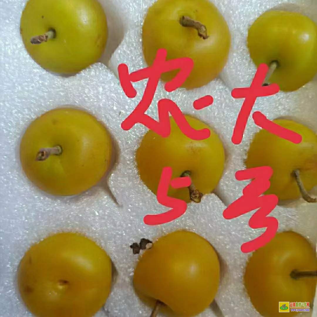 云南純黃色鈣果價格 鈣果農大5號 鈣果苗什么品種