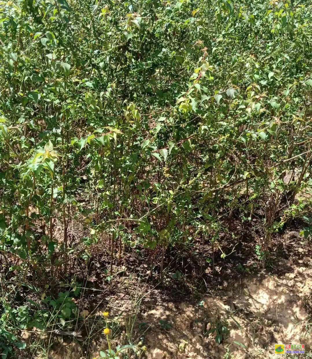 烏梅苗哪里有賣 種植市場前景如何 附種植利潤介紹！