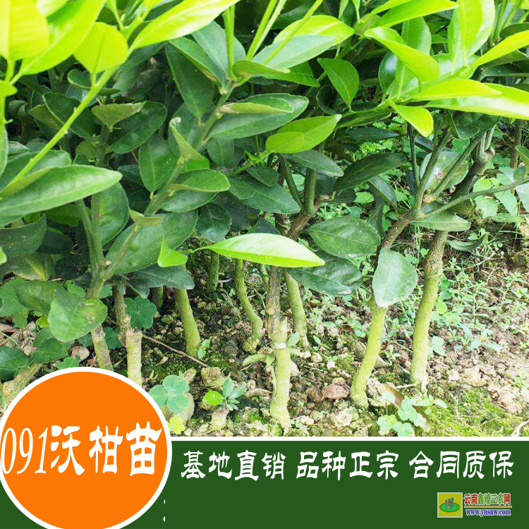 滄源沃柑袋苗圖片價(jià)格 沃柑苗批發(fā)多少錢 四川沃柑苗價(jià)格表