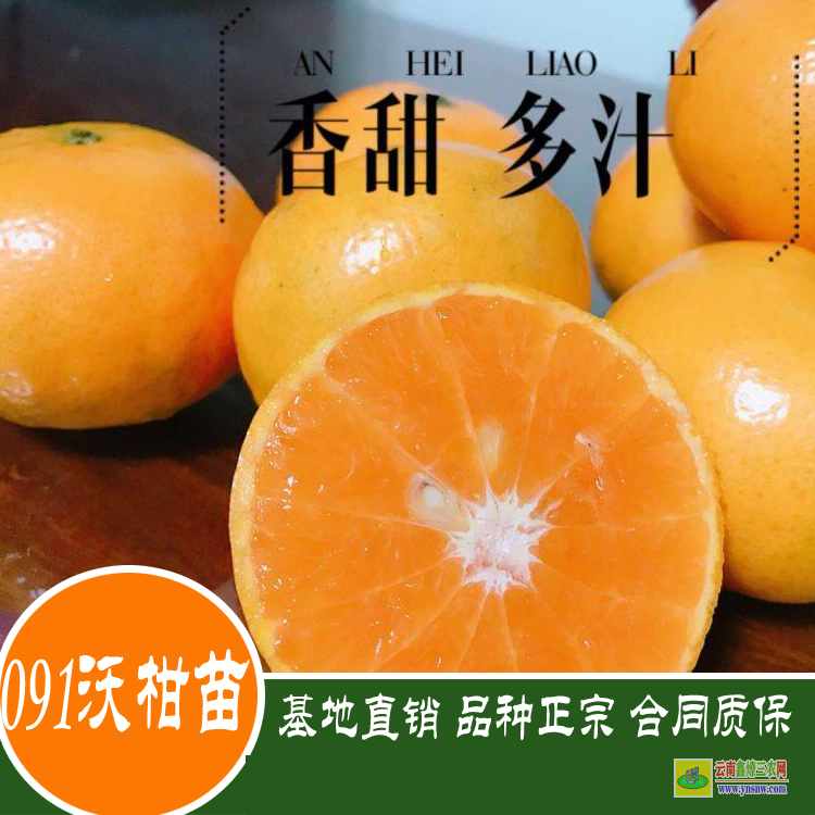 鎮沅沃柑袋苗哪里有賣 沃柑苗幾年掛果 四川沃柑苗價格表