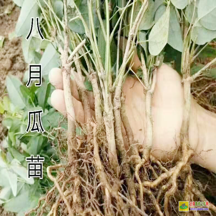 湖南八月瓜苗哪里有賣 八月瓜苗哪里有買 八月瓜苗種植技術圖片