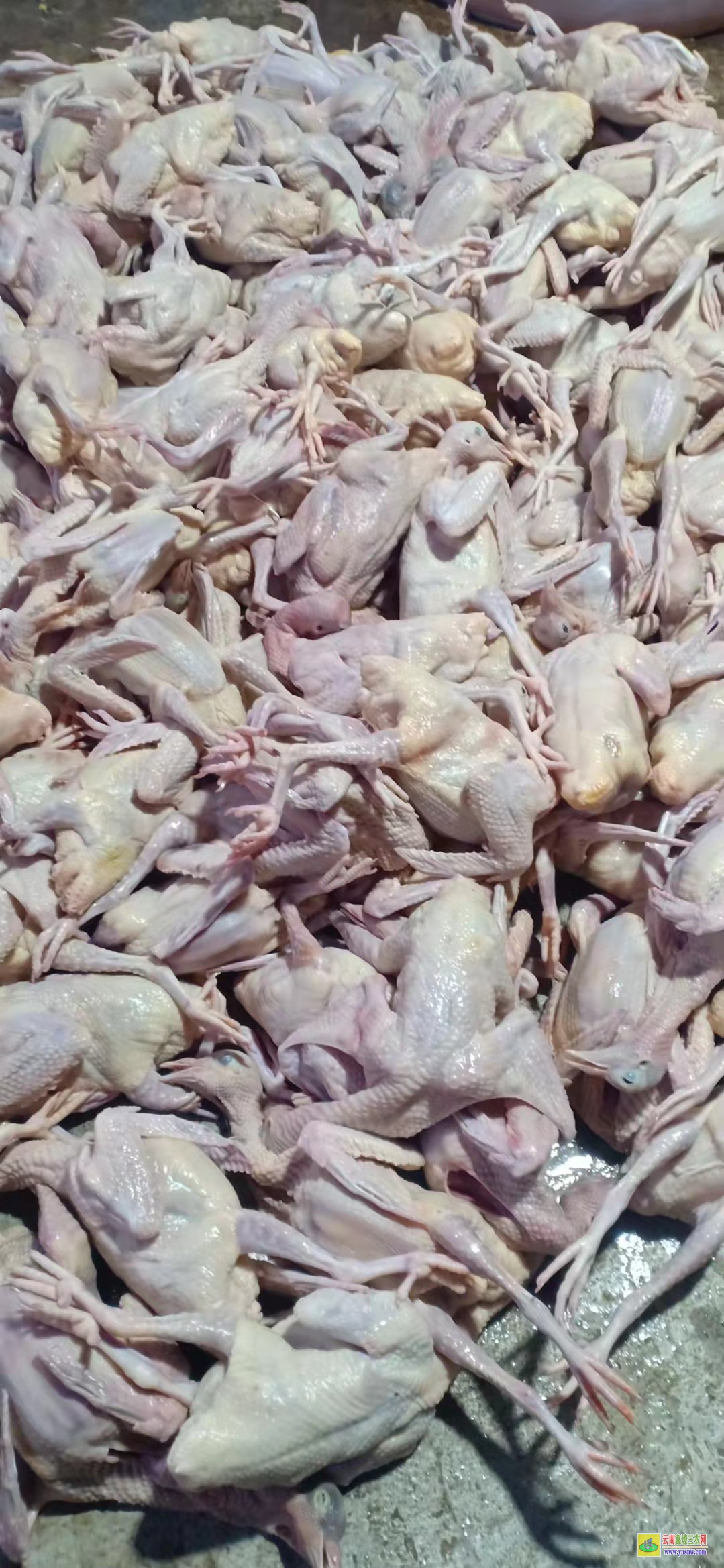 膠州肉鴿肉鴿價格 鴿子種鴿價格 肉鴿價格怎么樣