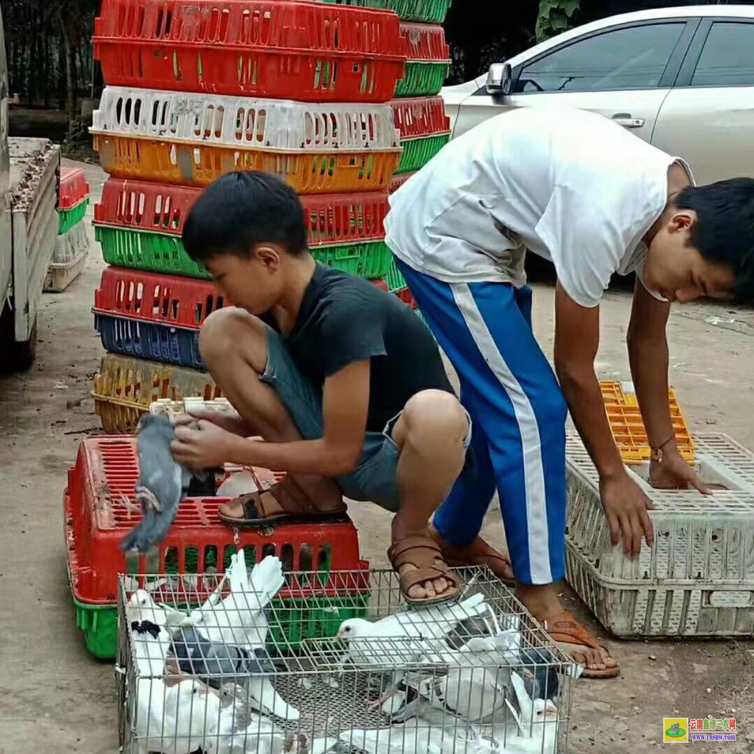東港肉鴿價(jià)格行情今日?qǐng)?bào)價(jià) 鴿子種鴿價(jià)格 肉鴿價(jià)格是多少錢(qián)一對(duì)