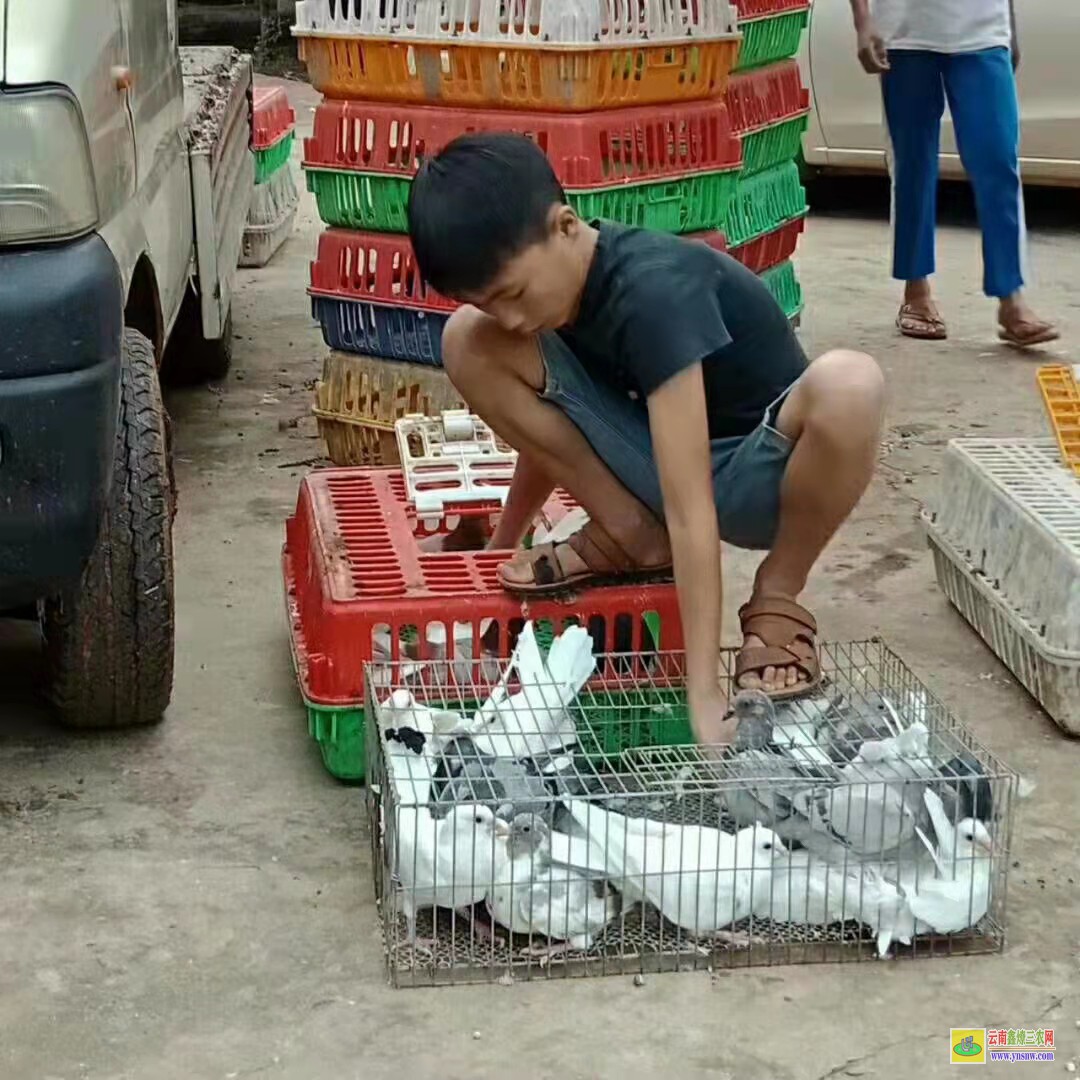泰山肉鴿肉鴿價格 鴿子種鴿價格 肉鴿價格行情表