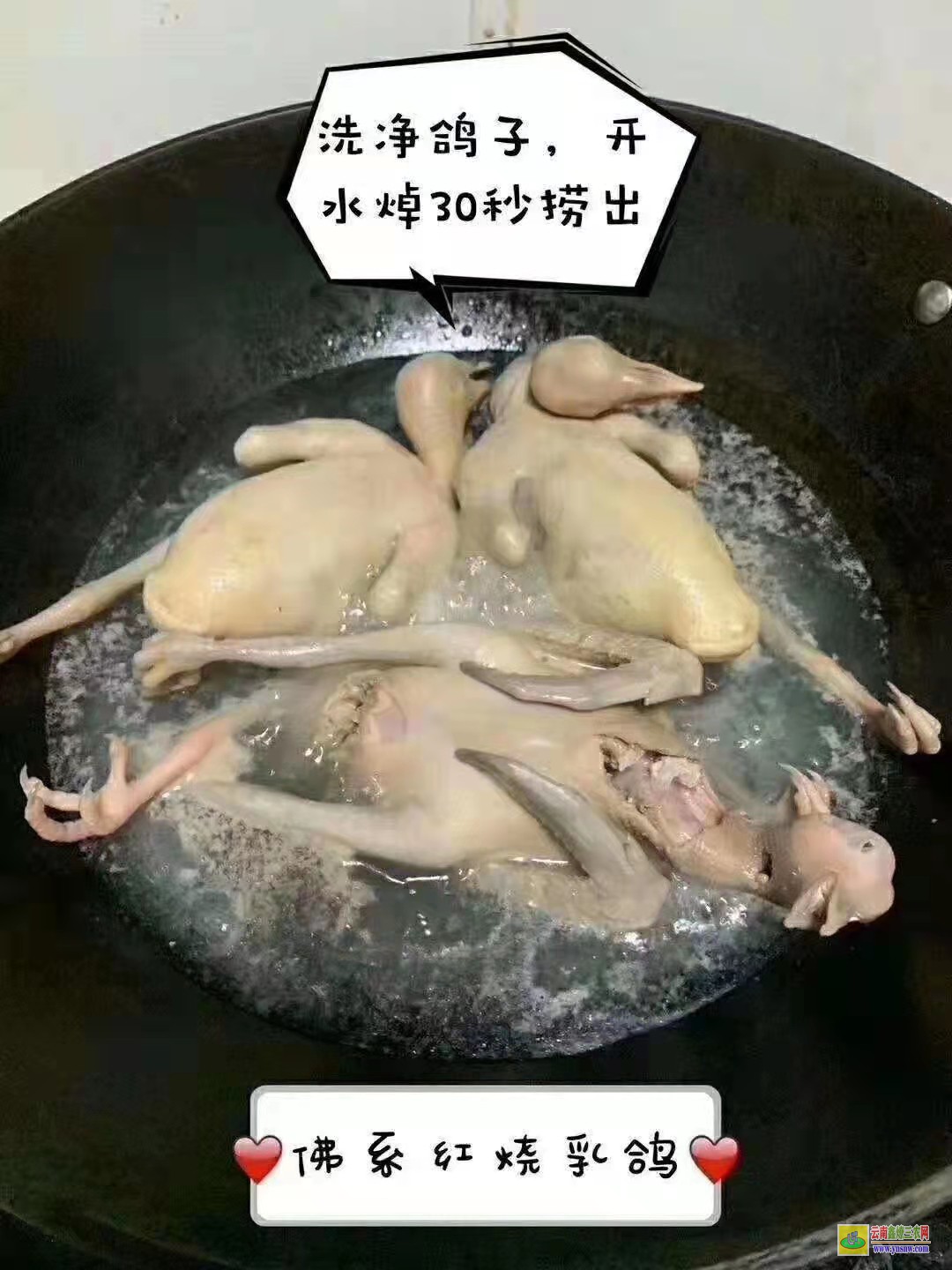 東港肉鴿價(jià)格行情今日?qǐng)?bào)價(jià) 鴿子種鴿價(jià)格 肉鴿價(jià)格是多少錢(qián)一對(duì)