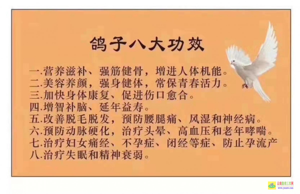 泗水肉鴿價格行情今日報價 鴿子種鴿價格 肉鴿價格行情表