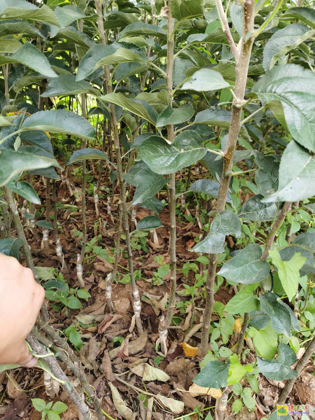 雅安魯麗蘋果苗 2年紅富士蘋果苗價格 煙富蘋果苗去哪里買