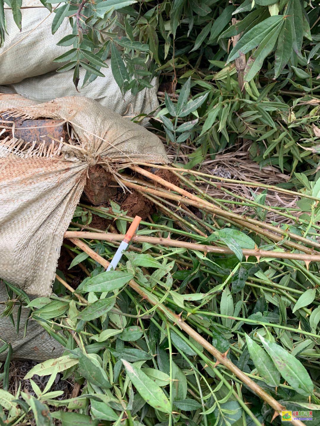 成都新2001蘋果苗的優點 紅富士蘋果苗新品種 煙富蘋果苗多少錢一棵