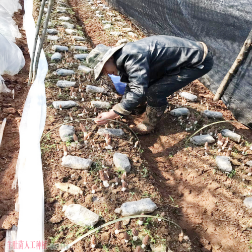 江蘇2022年羊肚菌價格表 羊肚菌廠家批發(fā)價 怎么樣