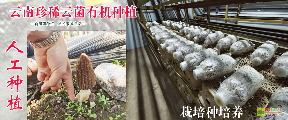 廣西羊肚菌的功效與作用及營養(yǎng)價(jià)值 羊肚菌做法 羊肚菌煲湯做法